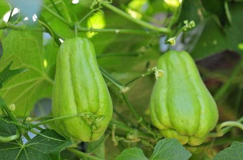 减肥期吃佛手瓜,轻享健康美味生活