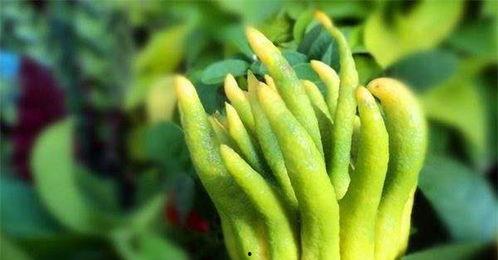 减肥期吃佛手瓜,轻享健康美味生活