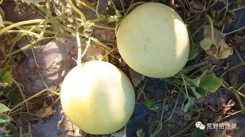 吃瓜香瓜傻瓜哈密瓜,从吃瓜香瓜到哈密瓜的趣味之旅