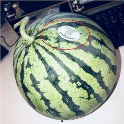 网红总结吃瓜,揭秘娱乐圈幕后故事