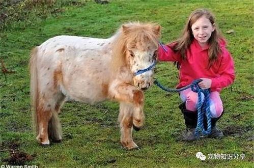 鞍山小马吃瓜,揭秘网络红人的崛起之路