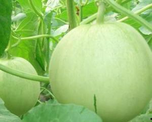 孕妇可以吃高瓜吗,高瓜的营养益处与食用建议