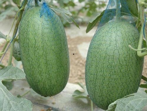 圆三视频里吃瓜,揭秘吃瓜群众的趣味与智慧