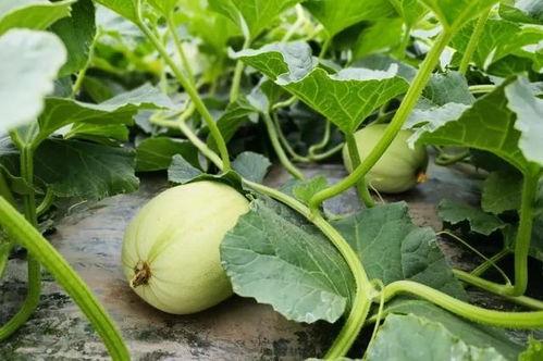 吃瓜小村,揭秘乡村里的那些事儿