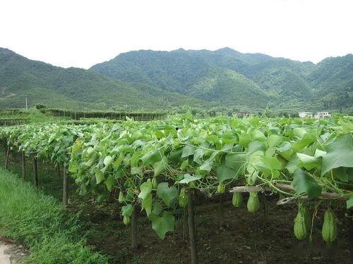 吃瓜小村,揭秘乡村里的那些事儿