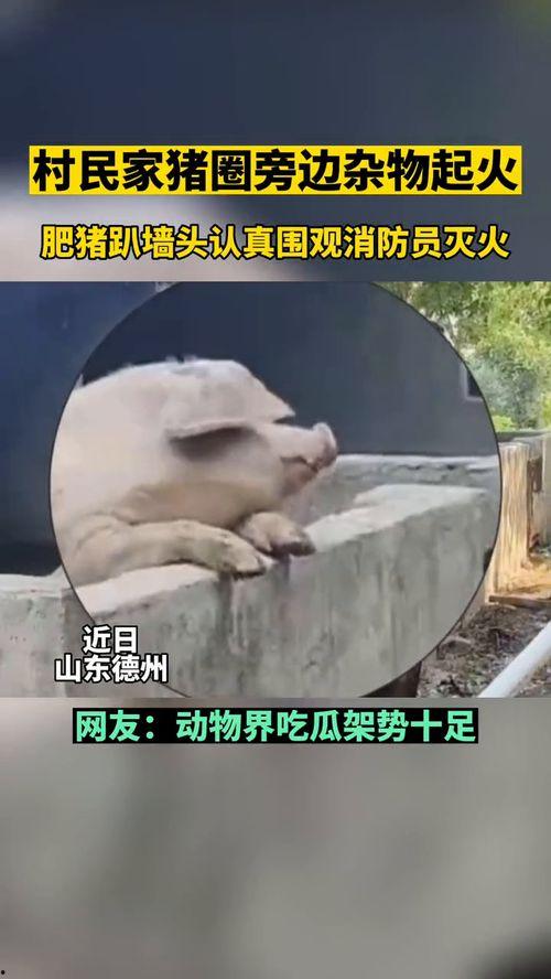 动物变吃瓜群众,揭秘它们的围观生活