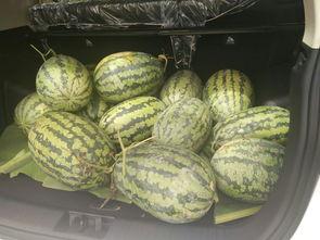 搬凳吃瓜看戏,共享人间百态——搬凳吃瓜看戏的欢乐时光