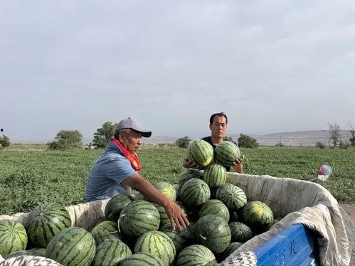 缅北吃瓜中心,一场场引人入胜的边境风云