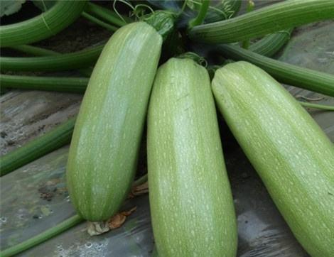 吃生光瓜的作用,天然养生，健康生活新选择”