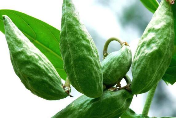 吃生光瓜的作用,天然养生，健康生活新选择”