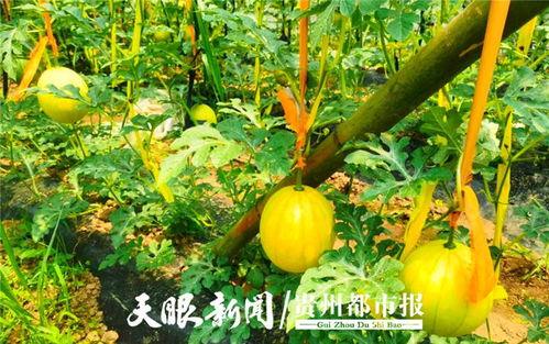 吃瓜贵阳学院,吃瓜群众眼中的校园生活剪影