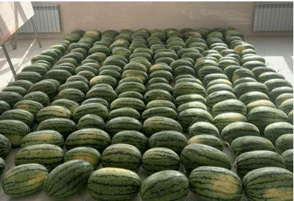 校园中的吃瓜,揭秘校园里的那些“瓜”