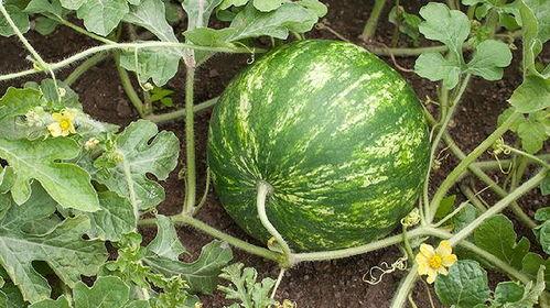 吃茄瓜会不会胖,吃茄瓜真的不会胖吗？