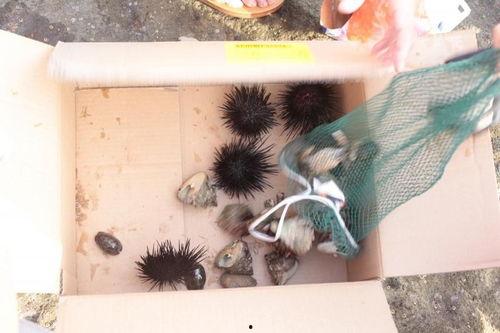 阿狼吃小瓜,一场趣味横生的美食冒险之旅