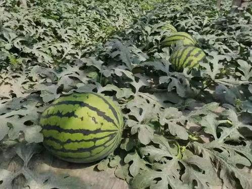 吃瓜情报处寿光,瓜乡风情，丰收乐章