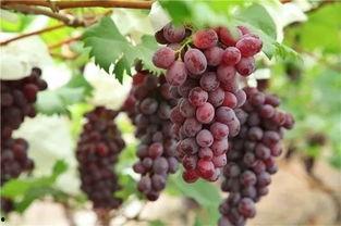 吃瓜吐葡萄,揭秘娱乐圈的甜蜜与苦涩