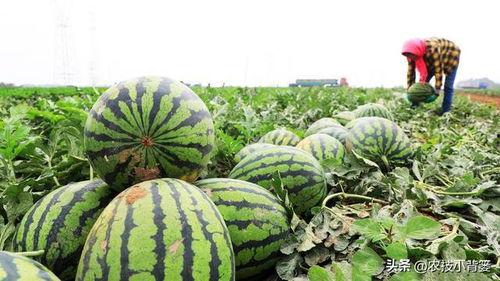 吃瓜有很苦的苦味