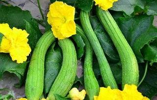 鸡吃大瓜,探寻农业生态循环的奇妙之旅