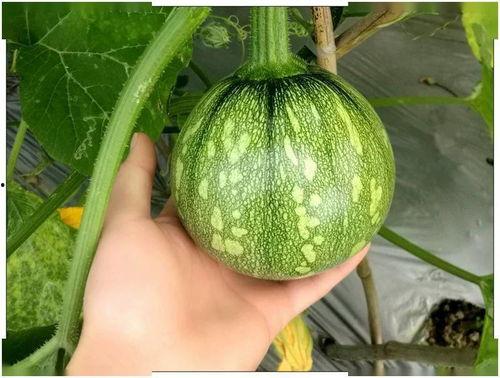 小曹同学吃瓜,揭秘娱乐圈那些不为人知的幕后故事