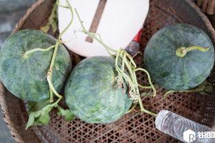 86岁塔下吃瓜,见证岁月静好时光