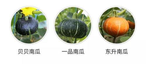 光遇吃瓜竟发现瓜是自己,意外吃下自生瓜果的奇幻之旅