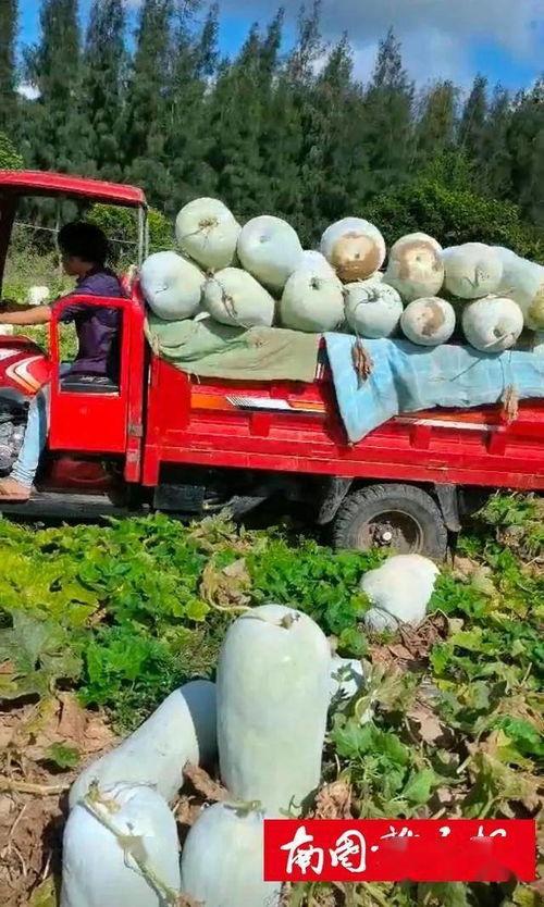 群众继续吃瓜视频,群众围观吃瓜视频，欢乐氛围席卷网络