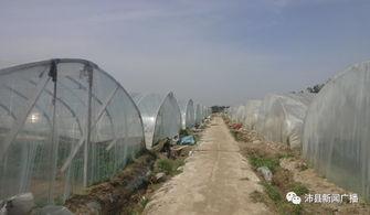 沛县红红吃瓜,揭秘当地特色美食背后的故事