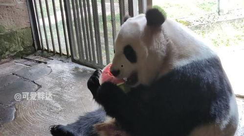 猫熊吃瓜,萌宠美食瞬间