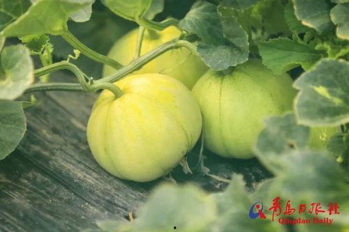 直播吃的瓜,揭秘网红美食背后的那些“瓜”