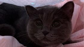 小猫可以吃贝贝瓜吗,宠物饮食指南