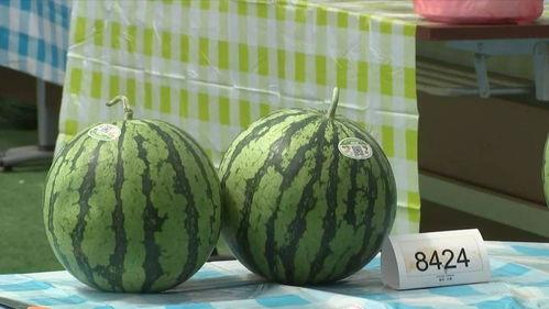 11.吃瓜,揭秘娱乐圈的幕后故事