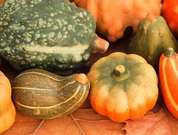 蓝瓜宝宝可以吃吗,适合宝宝食用的天然美味