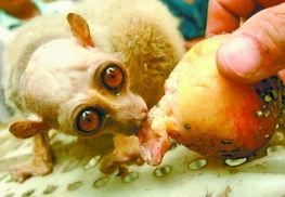 怪兽吃瓜视频大全,趣味视频大全集锦