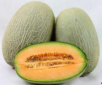 贵宾吃哈密瓜,甜蜜时光的美好邂逅