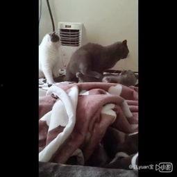 吃瓜小八后续,揭秘娱乐圈背后的秘密与真相