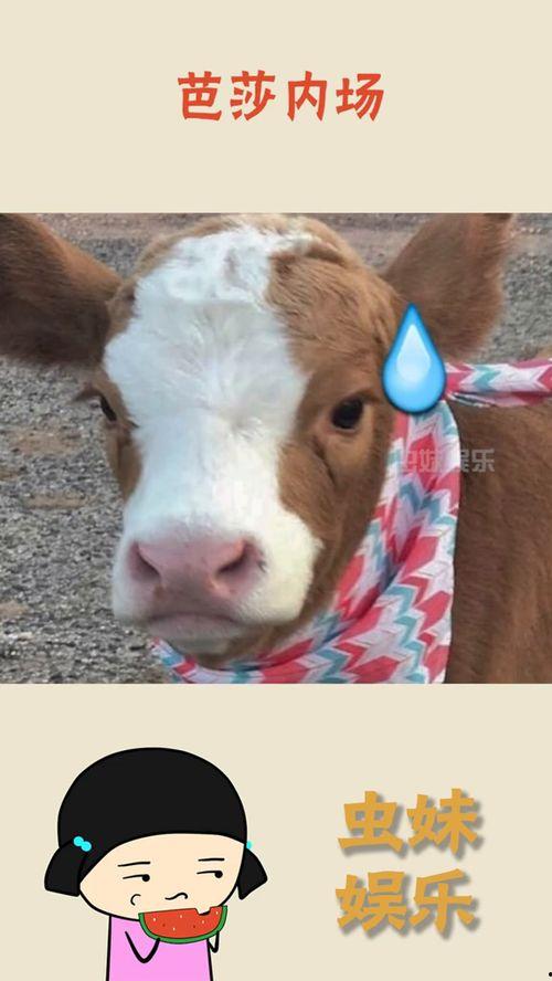 抖音最新吃瓜资源,揭秘娱乐圈幕后真相，带你领略明星们的真实生活