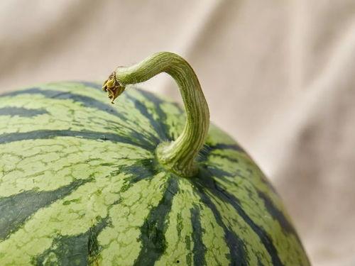 七宝吃瓜后续,幕后真相与精彩瞬间