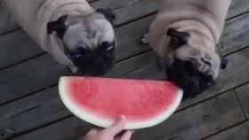 狗狗可以吃哈密瓜么,哈密瓜，狗狗的夏日美味佳品？