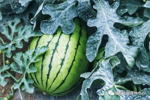 绿瓜会吃胖,揭秘低热量美食，轻松享瘦不胖的秘密
