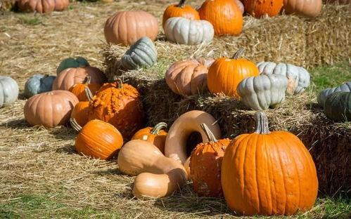 邯郸肥乡最新吃瓜,最新“吃瓜”事件，揭秘背后真相