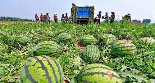 河北冀州事件吃瓜,揭秘背后真相，吃瓜群众热议不已