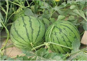 河北冀州事件吃瓜,揭秘背后真相，吃瓜群众热议不已