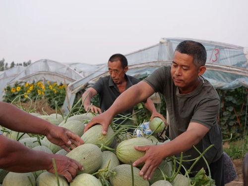吃瓜大军来袭,揭秘娱乐圈风云变幻