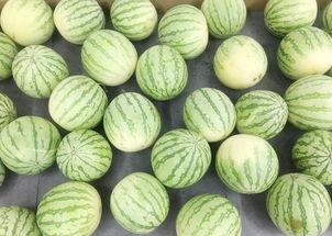 瓜哥吃瓜之吃席,揭秘吃席背后的趣味与智慧