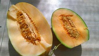 瓜州吃的,舌尖上的历史与风情