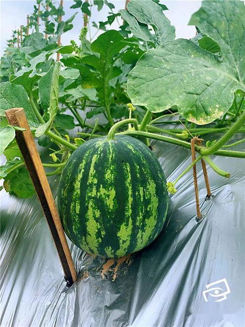 吴签吃瓜群,娱乐圈幕后风云大揭秘