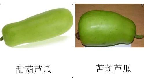 葫芦瓜什么时候吃