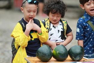 带娃吃瓜图片,带娃吃瓜，共享欢乐瞬间