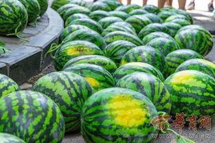 学校吃瓜河南,吃瓜群众揭秘校园生活点滴