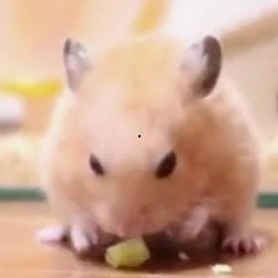 仓鼠吃瓜吃皮视频教程